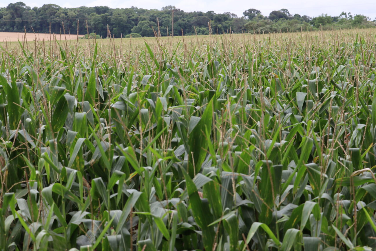 Houve pequena evolução na semeadura do milho no Rio Grande do Sul, abrangendo 79% da área planejada no Estado, que é de 817.521 hectares para a Safra 2023/2024. Alguns agricultores [&hellip;]