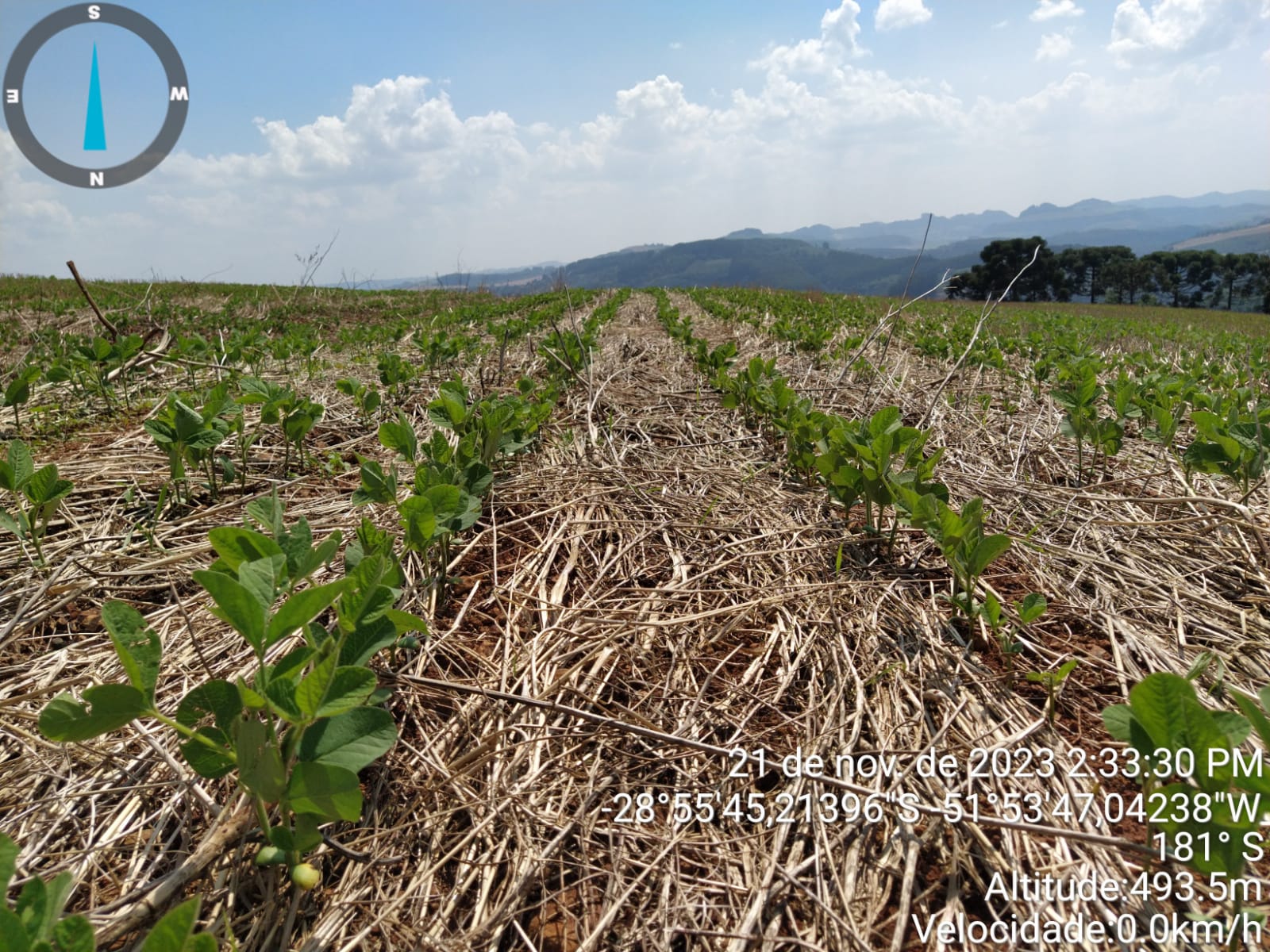 As condições climáticas chuvosas em grande parte do Estado prejudicaram o avanço do cultivo da soja no Rio Grande do Sul, resultando na suspensão ou no avanço pouco expressivo da [&hellip;]