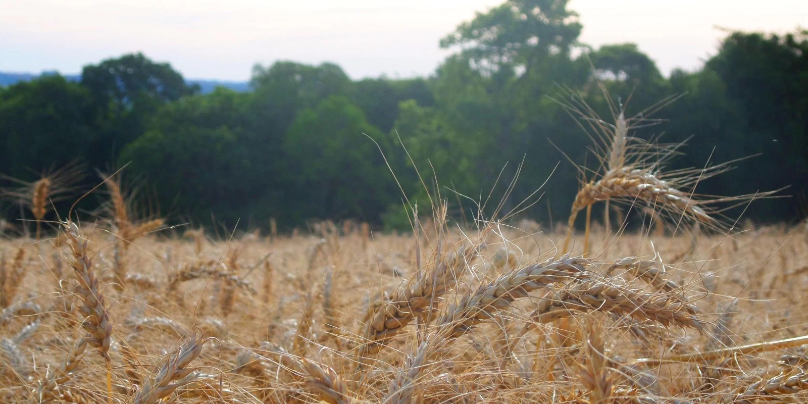 Segundo levantamento de safra da companhia estima redução de 30,5% no volume produzido de trigo no Rio Grande do Sul, mas crescimento na soja, no milho e no arroz semeados [&hellip;]
