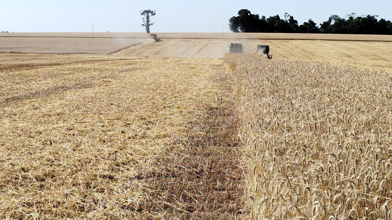 O tempo seco dos últimos dias propiciou avanços na colheita do trigo, a qual se encontra próxima da conclusão, com 98% da área cultivada no RS já colhida. De acordo [&hellip;]