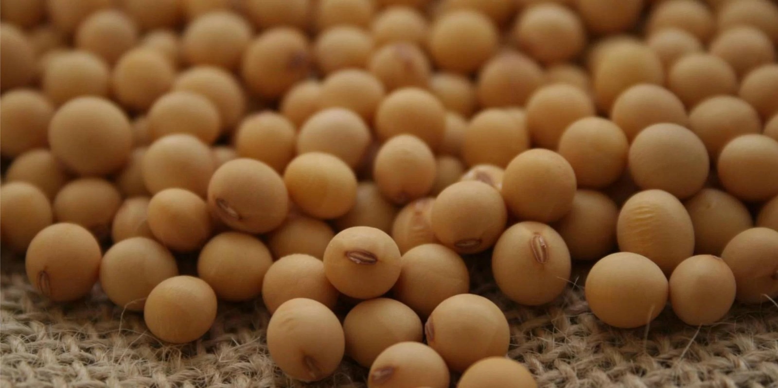 A companhia, em seu 3º levantamento de Safra, indica queda de 2,4% na colheita total de grãos do país em relação ao ano passado, projetando em 312,3 milhões de toneladas [&hellip;]