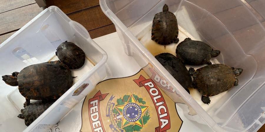 A Polícia Federal deflagrou nesta quinta-feira a Operação Púrpura, em repressão o tráfico ilegal de fauna silvestre no Rio Grande do Sul. São cumpridos 16 mandados de busca e apreensão, [&hellip;]