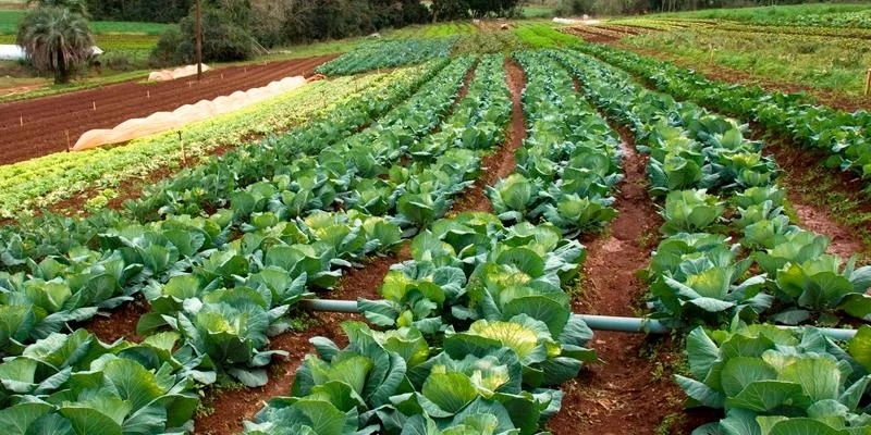 Secretaria de Desenvolvimento Rural pretende reforçar agricultura orgânica A produção de alimentos saudáveis deve ganhar impulso no Rio Grande do Sul no próximo ano. O fomento à&nbsp;transição agroecológica, ao uso [&hellip;]