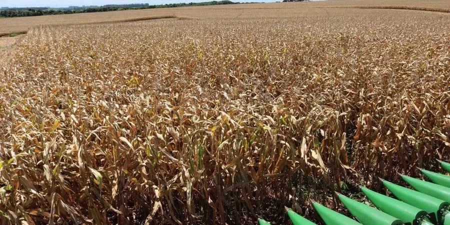 A colheita do&nbsp;milho&nbsp;já começou no Rio Grande do Sul, com operações iniciais em áreas semeadas mais cedo e que devem receber em janeiro a cultura da&nbsp;soja, que alcançou 94% da [&hellip;]