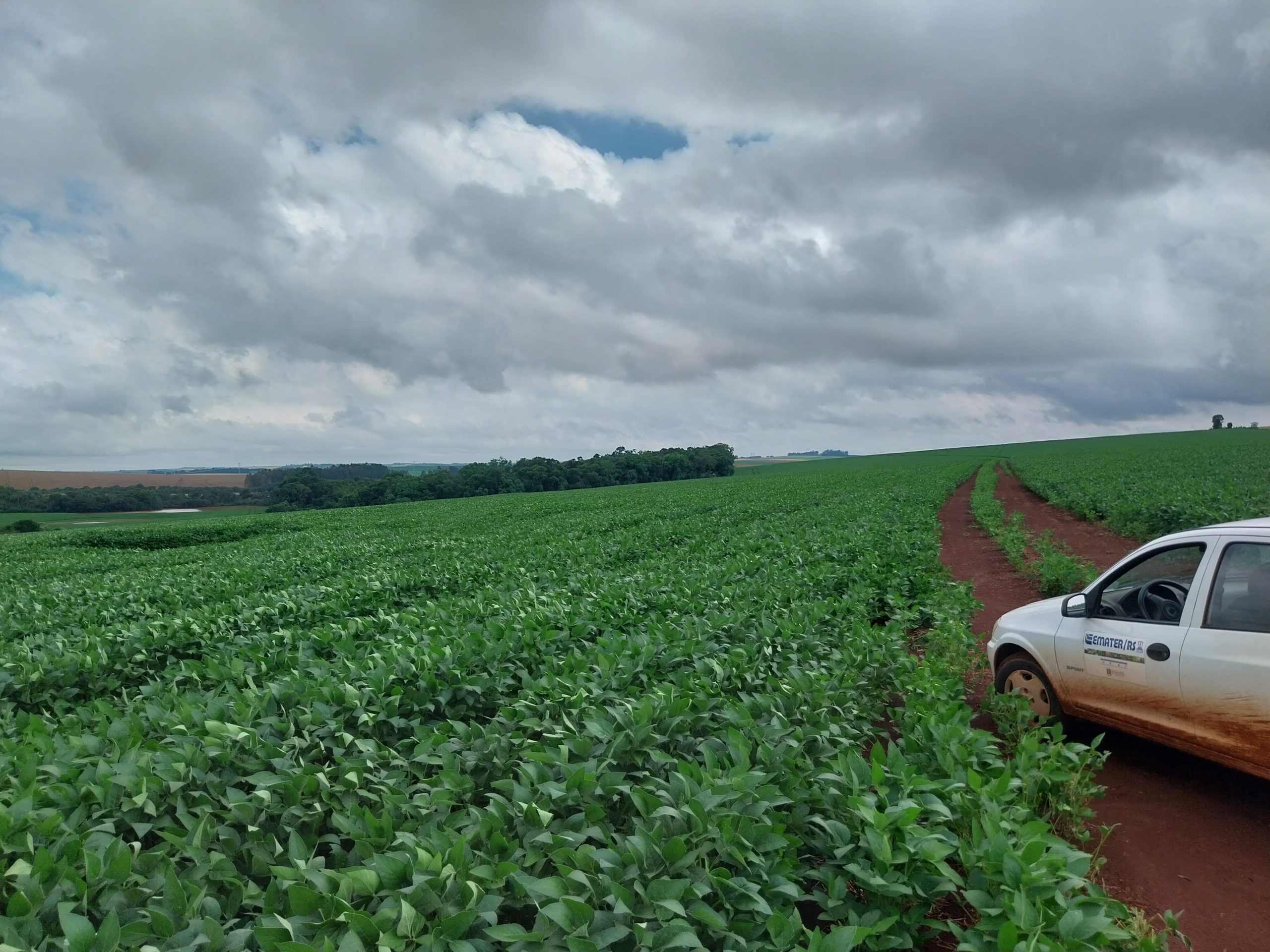 Com a soja praticamente semeada no Rio Grande do Sul, com níveis apropriados de umidade no solo, as elevadas temperaturas e a exposição à radiação solar proporcionaram a aceleração do [&hellip;]