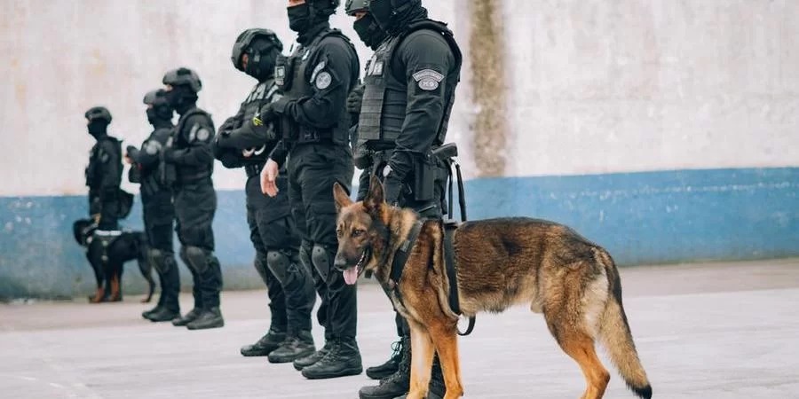 Os cães reforçam as ações da Polícia Penal. Ao lado dos agentes, eles atuam na vigilância preventiva, na frustração de tentativas de fuga, procedimentos de revista e em escoltas. No [&hellip;]