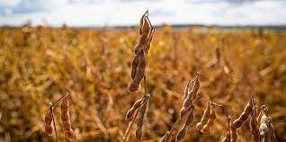 A soja abriu a semana no menor patamar de preço registrado desde 2020 pela série histórica do&nbsp;Centro de Estudos Avançados em Economia Aplicada da Universidade de São Paulo (CEPEA-Esalq/USP). A [&hellip;]