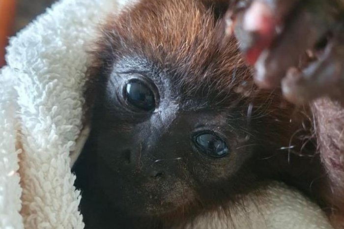 O&nbsp;Ministério Público&nbsp;ajuizou uma&nbsp;ação civil pública nesta sexta-feira (16) pedindo medidas paliativas e indenização à&nbsp;CEEE Equatorial&nbsp;por&nbsp;bugios eletrocutados&nbsp;na zona sul de Porto Alegre e em Viamão. Segundo o MP,&nbsp;25 animais morreram&nbsp;e outros&nbsp;15 [&hellip;]