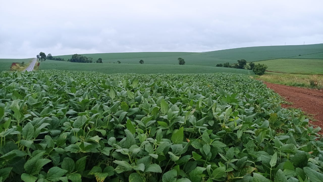 O retorno das chuvas em todo o Estado com volumes expressivos, embora variáveis, foi importantíssimo para o desenvolvimento das lavouras de soja, principalmente para as áreas em estágio reprodutivo. De [&hellip;]