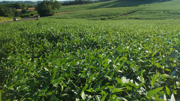 Com plantas bem desenvolvidas, a cultura da soja exibe desenvolvimento favorável em todas as regiões produtoras do Rio Grande do Sul. Até o momento, não foram registrados fenômenos de acamamento, [&hellip;]