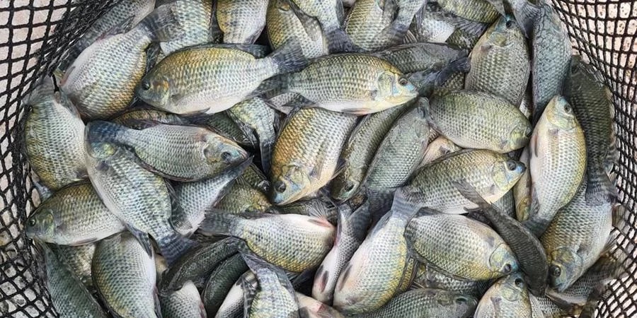 O Ministério da Agricultura e Pecuária (Mapa) revisará os protocolos sanitários para a importação de tilápia. A decisão foi anunciada após reunião do Mapa com o Ministério da Pesca e [&hellip;]