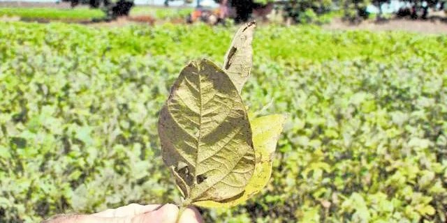 O excesso de chuva que atrasou a semeadura das lavouras de soja impulsiona as ocorrências de ferrugem asiática no Estado. Segundo o chefe do Departamento de Defesa Vegetal da Secretaria [&hellip;]