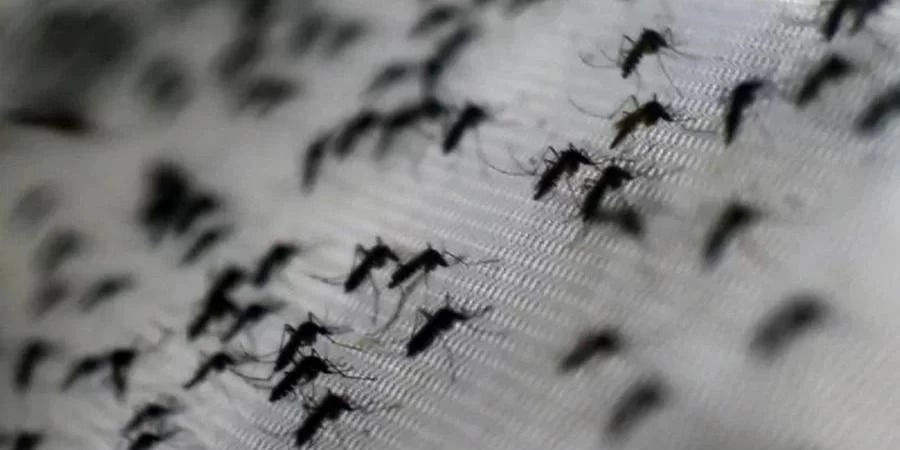 A Secretaria Estadual de Saúde (SES) registrou, nesta sexta-feira, a terceira morte por dengue no Rio Grande do Sul em 2024. Segundo o Centro Estadual de Vigilância em Saúde (Cevs), [&hellip;]