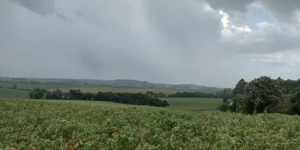 Depois de enfrentar o excesso de chuva nos meses de setembro, outubro e novembro de 2023 e adiar a semeadura das lavouras de soja, os agricultores gaúchos deparam-se com um [&hellip;]
