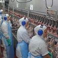 O governo federal anunciou, ontem, a primeira exportação de carne de frango do Brasil para a União Europeia realizada a […]