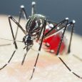 O governo do Estado confirmou, na tarde desta sexta-feira (22), mais três mortes provocadas pela dengue no Rio Grande do Sul. Com isso, […]