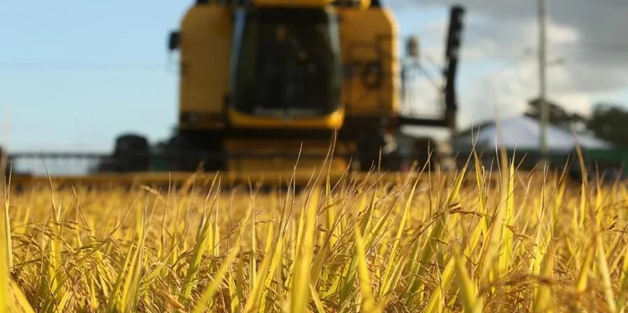 A Federação das Associações de Arrozeiros do Rio Grande do Sul (Federarroz) reconheceu que a queda da produtividade das lavouras da safra 2023/2024 será maior do que as estimativas feitas [&hellip;]