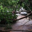 A tempestade que atingiu o Rio Grande do Sul na madrugada desta quinta-feira (21) provocou queda de árvores, postes, destelhamentos, bloqueios de […]