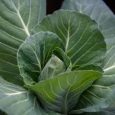 Popular por ser a protagonista dos famosos sucos detox, a couve é uma hortaliça de cor verde escura que promove […]
