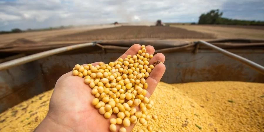 De acordo com Associação das Empresas Cerealistas, a estimativa indica um resultado de qualidade dentro dos padrões exigidos pela legislação Do total da soja a ser colhida no Estado, 3% [&hellip;]