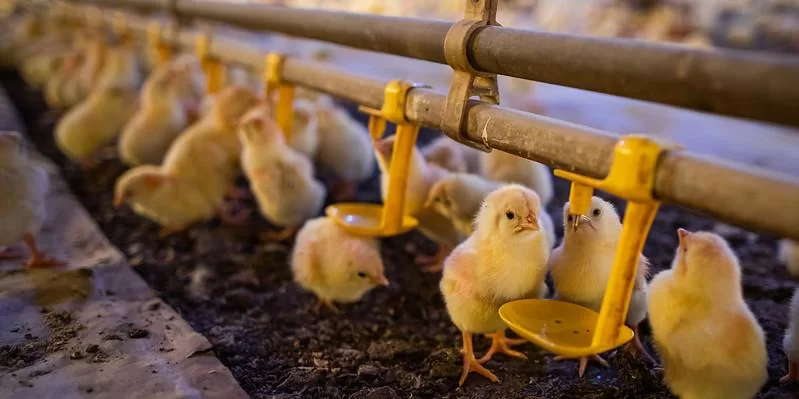 Levantamento preliminar do setor aponta devastação de planteis, aviários e material genético, além de danos a indústrias, fábricas de ração e supermercados. A&nbsp;catástrofe climática que vive do Rio Grande do [&hellip;]