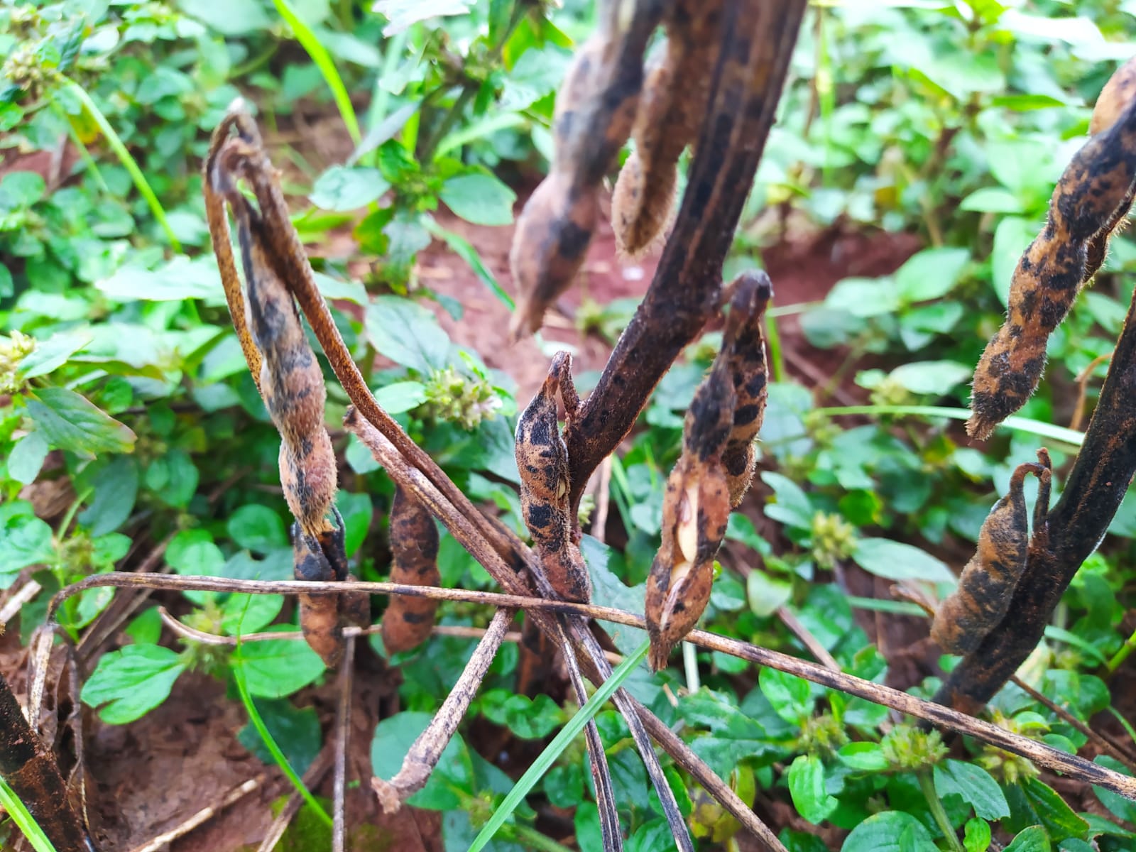 Apesar do predomínio de dias nublados e de chuvas com menor frequência e intensidade, registradas em períodos anteriores, o excesso de umidade prejudicou a finalização da colheita da soja na [&hellip;]