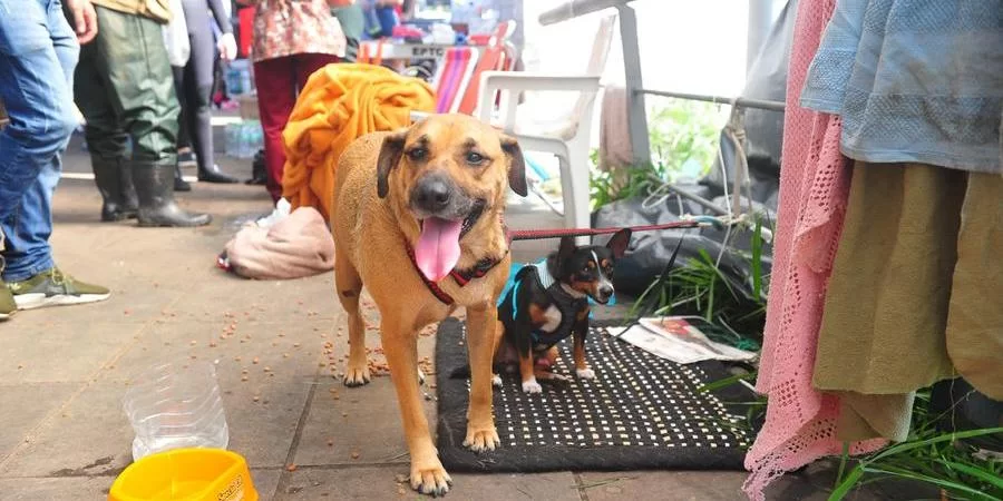 Mais de mil bichinhos já receberam atendimento Um centro de saúde para animais resgatados da enchente foi montado na parte inferior do Viaduto José Eduardo Utzig, na avenida Benjamin Constant, [&hellip;]