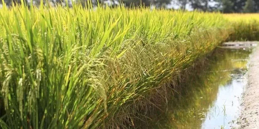 Medida provisória do governo federal auoriza compras para recompor estoques públicos O governo federal autorizou a importação, em caráter excepcional, de até 1 milhão de toneladas de arroz pela&nbsp;Companhia Nacional [&hellip;]