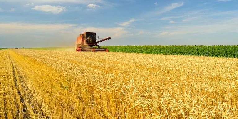 Atraso no lançamento do projeto poderá afetar o calendário agrícola do ciclo 2024/2025 O adiamento do lançamento do Plano Safra 2024/2025 aumenta a apreensão no setor produtivo gaúcho. Os recursos [&hellip;]