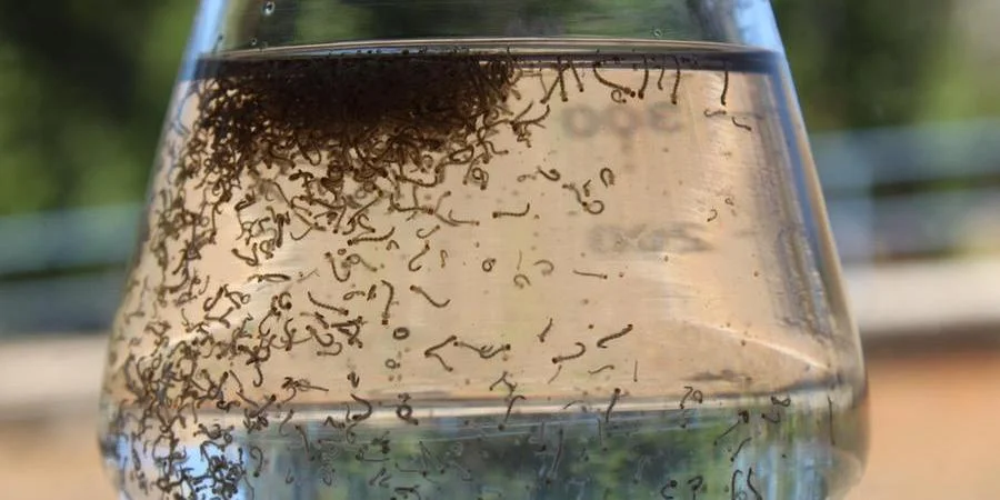 Há ainda 2.970 óbitos em investigação O painel de monitoramento de arboviroses do&nbsp;Ministério da Saúde&nbsp;contabiliza 5.968.224 casos prováveis de&nbsp;dengue&nbsp;e 3.910 mortes confirmadas pela doença ao longo de 2024. Há, ainda, [&hellip;]