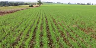 Chuvas dificultam plantio e ampliam perdas em lavouras de trigo do RS Projeção para a safra de inverno de 2024 será divulgada pela Emater/RS-Ascar na próxima sexta-feira, dia 28 24/06/2024 [&hellip;]