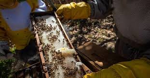 É na remessa de 47 toneladas do açúcar orgânico VHP que está o primeiro sinal de esperança aos apicultores gaúchos duramente atingidos pelas enchentes. A matéria-prima, usada na produção de [&hellip;]