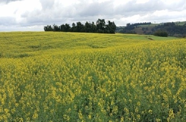 A cultura da canola está implantada no Rio Grande do Sul. Na região administrativa da Emater/RS-Ascar de Santa Rosa, a área de canola deve ser de 51.314 hectares na região, [&hellip;]