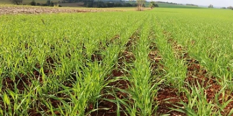 Plantio do cereal teve avanço lento nos últimos dias, alcançando 85% da área projetada As condições climáticas variáveis dos últimos dias impuseram desafios diversos para o trigo no Rio Grande [&hellip;]