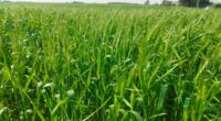 As chuvas ocorridas nos últimos períodos foram consideradas altamente benéficas para o cultivo de trigo no Rio Grande do Sul, cujo plantio em 1.312.488 hectares está finalizado. Em geral, a [&hellip;]