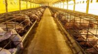 Levantamento da Embrapa aponta aumento de 7,22% na suinocultura entre março e agosto, e de 4,19% na avicultura, no mesmo período Entre agosto e março deste ano, o custo de […]