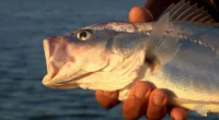 A piracema começa nesta terça-feira (1º) e segue até o final de fevereiro de 2023. Durante este período fica proibida a pesca em lagos e rios. A medida ocorre na […]