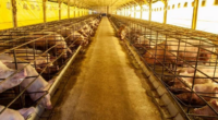 Especialista alerta para reações no organismo e orienta sobre como garantir a higienização de ambientes evitando acidentes domésticos Misturar substâncias de forma desorientada pode causar inúmeros problemas | Foto: Kelly Sikkema […]