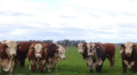 Volume embarcado em 2024 poderá atingir os 3,66 milhões de toneladas, aponta Conab Tendência de crescimento na exportação de carne bovina | Foto: Joel Brazzale Leal/Embrapa/Divulgação/CP As exportações brasileiras de carne bovina devem […]