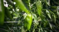 Com alta de 50% nos preços, o pimentão e o chuchu, seguido do limão tahiti (44,4%) foram os destaques entre os produtos que registraram aumento na última semana, de acordo […]
