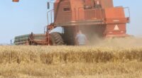 A colheita do trigo apresentou ritmo acelerado especialmente ao Centro Noroeste do estado, alcançando 29% da área estimada de plantio e tendo sido interrompida apenas no último dia 15/10 devido […]