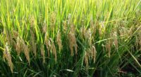 Ação do governo vai viabilizar o lançamento de contratos de opção para compra de até 500 mil toneladas de arroz produzidas no país Foi publicada no Diário Oficial da União […]