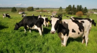 Análise da Secretaria da Agricultura indica que condições climáticas foram favoráveis ao bem-estar calórico dos animais A média sobre o total de horas avaliado em conforto térmico para o gado […]