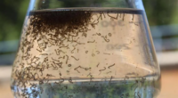 “Tem 10 minutinhos? A hora de prevenir é agora”, é o slogan deste ano Para reduzir os casos e óbitos por dengue, chikungunya e zika no próximo período sazonal no […]