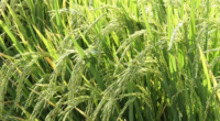 Primeiro levantamento da safra 2024/2025 foi divulgado pela Companhia Nacional de Abastecimento Produção de arroz deve ter aumento de 15,3% no Estado | Foto: Paulo Lanzetta/Embrapa Divulgação/CP O primeiro levantamento da […]