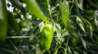 Impactados por mercados de outros estados, hortigranjeiros têm aumento de até 50% nos preços Estiagem e altas temperaturas no Espírito Santo reduzem a oferta e aumentam o preço de produtos […]