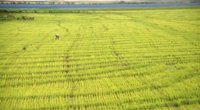 De acordo com Federarroz, valor sugerido pelo governo está abaixo do custo de produção do cereal Valor previsto para o arroz nos contratos de opção deverá ser tema de negociação […]