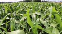 O período prolongado de chuvas, além de resultar em alta umidade do solo, limitou o avanço da semeadura do milho, que ficou em apenas 1%, totalizando 65% da área cultivada […]
