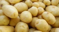 Com alta de 42,86%, a elevação do preço da batata foi o destaque nas cotações de produtos nas Centrais de Abastecimento do Estado (Ceasa/RS) nesta semana. O quilo do tubérculo […]