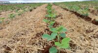 A semeadura das lavouras de soja avançou após a reposição de umidade no solo, proporcionada pelas chuvas ocorridas entre 19 e 20/11. No entanto, nas regiões com menor volume pluviométrico, […]